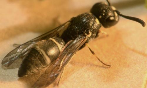 Réf. 217 993 : Microdynerus timidus